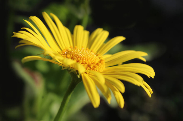 Boční na zblízka obraz krásné žluté květy Doronicum orientale 'Magnificum'. Oblíbená jarní kvetoucí zahradní rostlina. - Fotografie, Obrázek