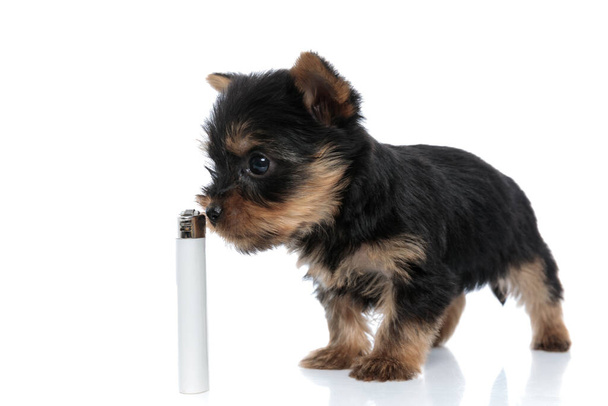 adorable small yorkshire terrier smelling lighter and standing isolated on white background - Foto, immagini