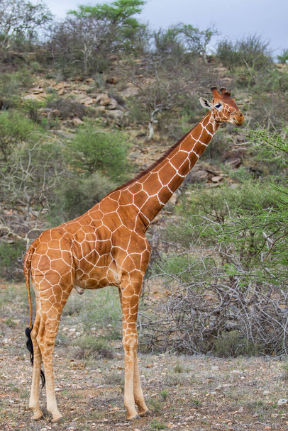 Переробка жираф у національному заповіднику Самбуру (Кенія). - Фото, зображення
