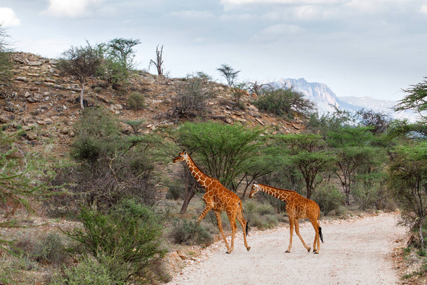 Nauwkeurige giraffen kruisen een pad in Samburu National Reserve in Kenia - Foto, afbeelding