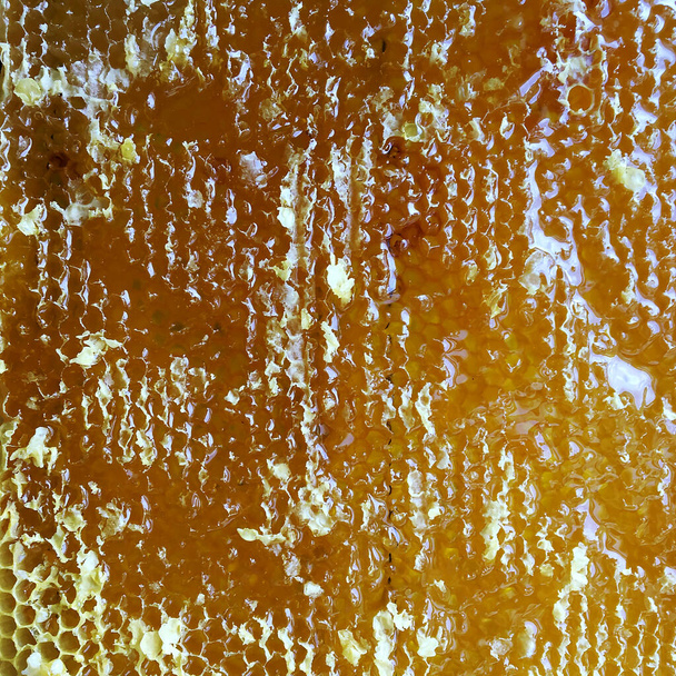 Abstract hexagon structure is honeycomb from bee hive filled with golden honey. Honeycomb summer composition consisting of gooey honey from bee village. Honey rural of bees honeycombs to countryside. - Photo, image