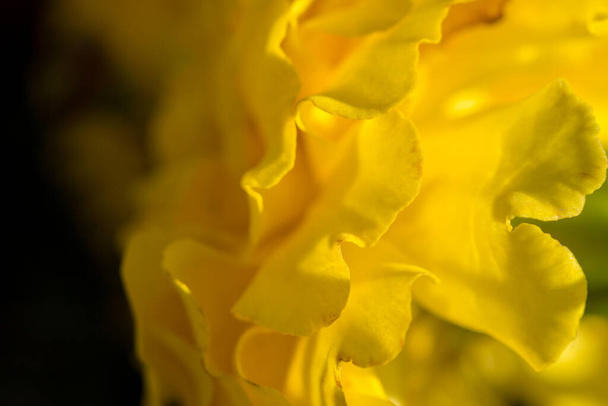 Closeup photo of a marigold flower. Macro photo - Photo, Image