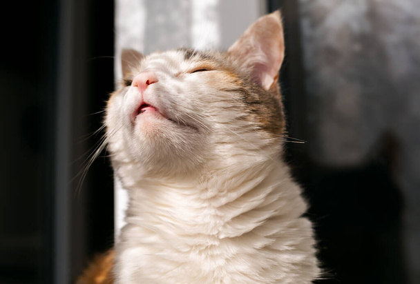 Kedi masada dinleniyor. Güneşin tadını çıkarıyor. - Fotoğraf, Görsel