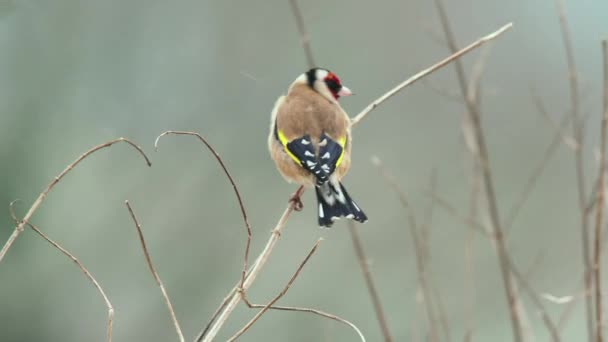 Goldfinch na gołej gałęzi w zimie - Materiał filmowy, wideo