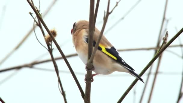 Goldfinch perching on bare branch - Footage, Video