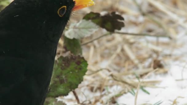 Pájaro negro común en campo cubierto de nieve
 - Metraje, vídeo