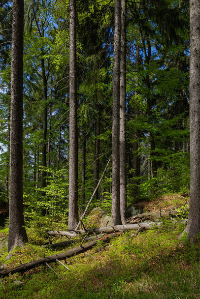 Les v Národním parku Stolových hor v Kudowě-Zdroji, Polsko. Oblíbená destinace pro výlety do Polska. - Fotografie, Obrázek