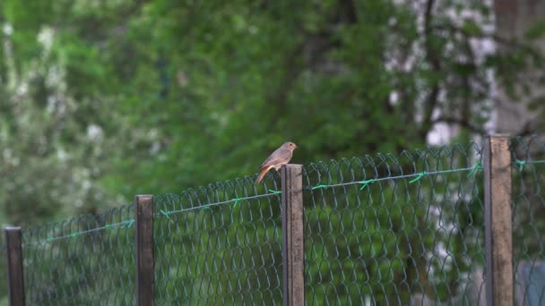 Preto Redstart em cerca perto ninho, fêmea (Phoenicurus ochruros
) - Filmagem, Vídeo