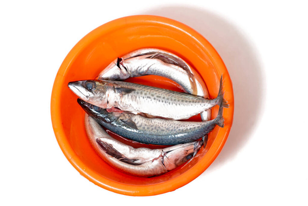Atlantic chub mackerel arranged ready for cooking. - Photo, Image