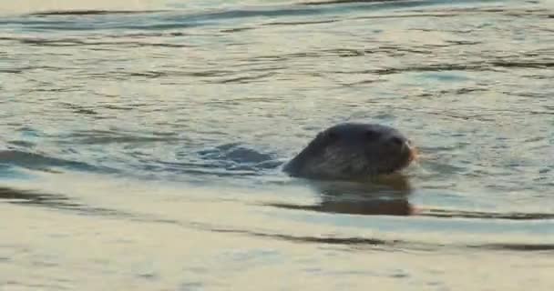 euraasialainen saukko uinti joessa
 - Materiaali, video
