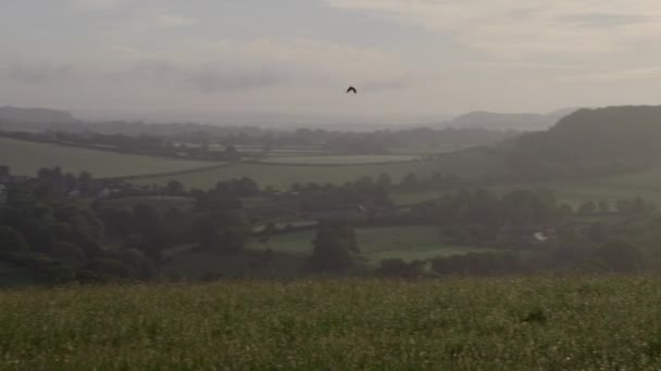 Euraasian skylark lentää pellon yläpuolella auringonlaskun aikaan
 - Materiaali, video