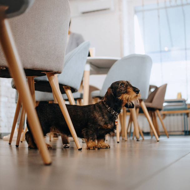 rough coated dachshund dog standing on the floor indoors - 写真・画像