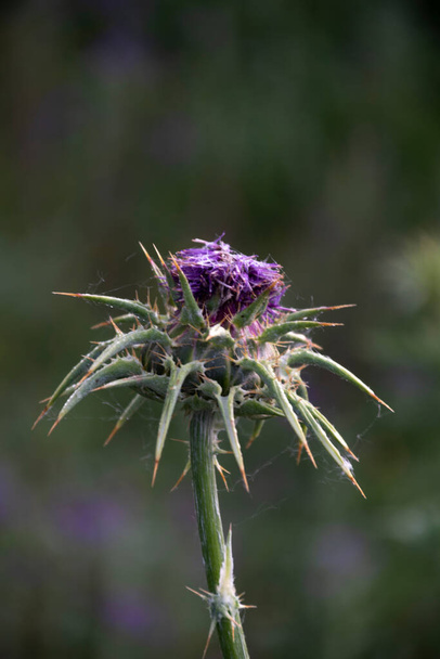 Spring begins to blossom. Thistle detail. Selective focus - Photo, Image