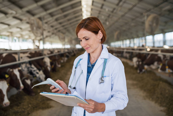 Woman veterinary doctor working on diary farm, agriculture industry. - Photo, Image