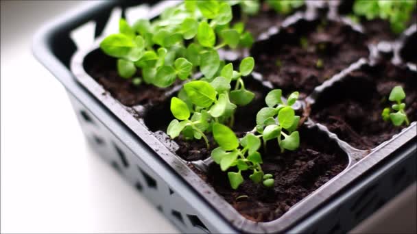 kastelu kotiin taimet, ituja ikkunalaudalla vedellä
 - Materiaali, video
