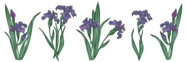 Ensemble avec cinq iris détaillés, illustration vectorielle isolée
. - Vecteur, image