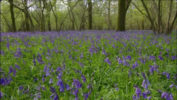Bluebells growing in meadow in forest - 映像、動画