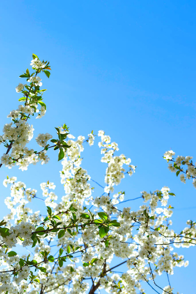 開花木、肥沃度と自然回復の春の概念. - 写真・画像