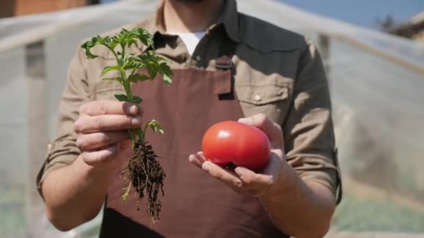 Farmer holding a red tomato and a tomato seedling - Footage, Video