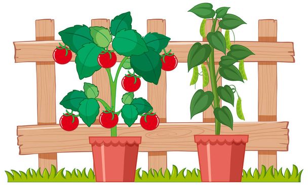 Vihreät herneet ja tomaatit kasvavat puutarhassa kuva
 - Vektori, kuva