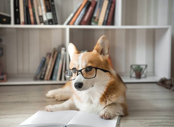 Corgi pies w okularach leżą czytając książkę - Zdjęcie, obraz