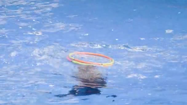 Delfino addestrato torcendo e girando con un cerchio in una piscina durante uno spettacolo di delfini. Concetto di crudeltà animale. Concetto di formazione degli animali marini
. - Filmati, video