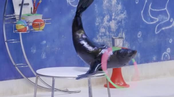 Тренированный морской тюлень крутит обруч на шее во время шоу дельфинов. Концепция жестокого обращения с животными. Концепция обучения животных
. - Кадры, видео