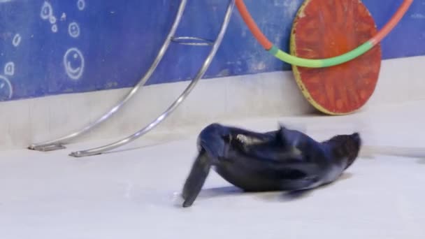 Kiképzett tengeri fóka csavarodik és forog a nedves padlón egy delfin show alatt. Állatkínzás. Állatképzési koncepció. - Felvétel, videó