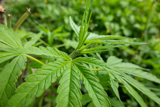 The Green Leaves of Hemp or Cannibas plant in the wild. - Photo, Image