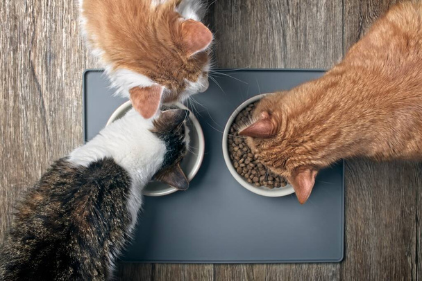 Mirando a tres gatos comiendo de un tazón
. - Foto, Imagen