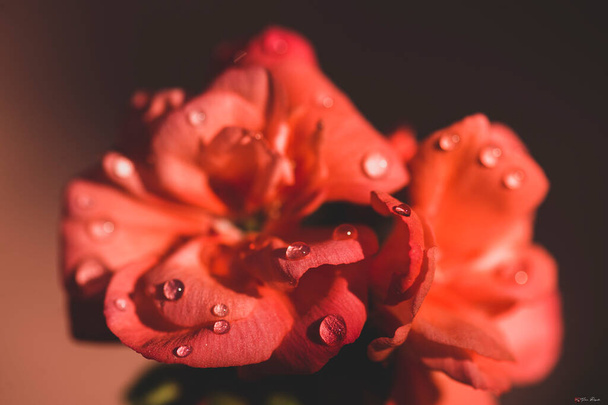 composition with flower and water drops causing beautiful colors - Photo, Image