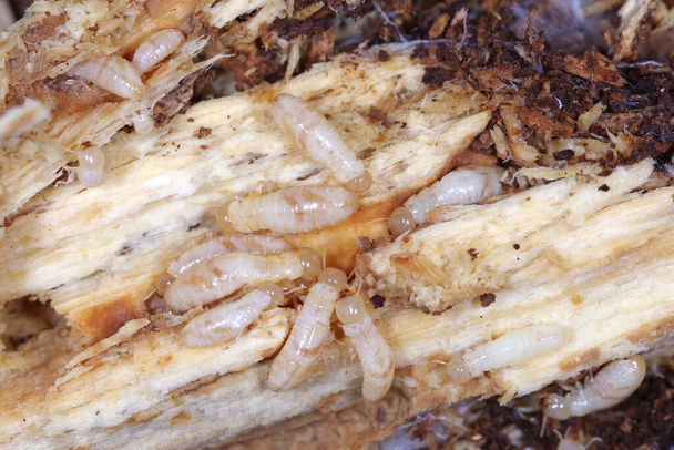 Pracownicy termitu z suchego drewna żółtego (Kalotermes flavicollis), poważnego szkodnika w krajach śródziemnomorskich - Zdjęcie, obraz