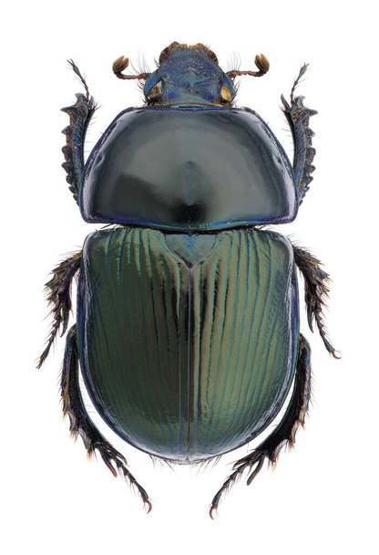Geotrupes stercorarius, европейский навозный жук, изолированный на белом
 - Фото, изображение