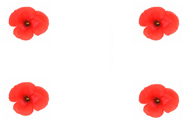 cartão decorativo, colagem de flores naturais de papoula vermelha no fundo branco
 - Foto, Imagem