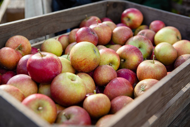 Свіжі, шведські яблука в яблучній коробці
 - Фото, зображення