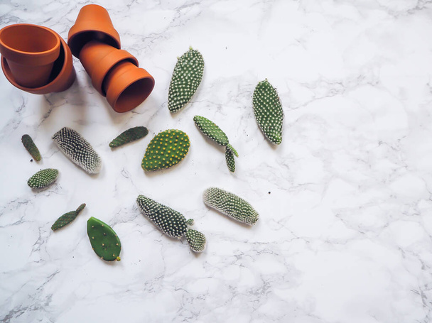Malé chrániče opuntia microdasys kaktus, běžně známý jako králičí ucho kaktus, na bílém mramorovém pozadí připravené k zasazení do terakotových květináčů - Fotografie, Obrázek