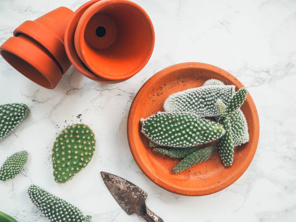 Almohadillas pequeñas de un cactus de opuntia microdasys, comúnmente conocido como cactus de oreja de conejo, sobre un fondo de mármol blanco listo para ser plantado en macetas de terracota
 - Foto, imagen