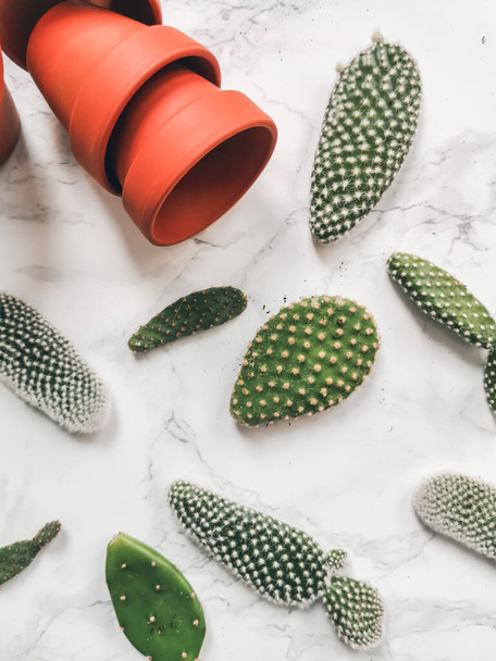Kleine kussens van een opuntia microdasys cactus, algemeen bekend als konijnenoorcactus, op een witte marmeren achtergrond klaar om te worden geplant in terracotta potten - Foto, afbeelding