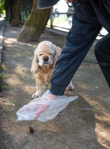 Власник прибирає після собаки з поліетиленовим пакетом в парку
 - Фото, зображення