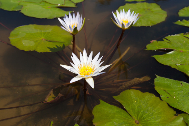 White lotus in the pond - Foto, Imagen