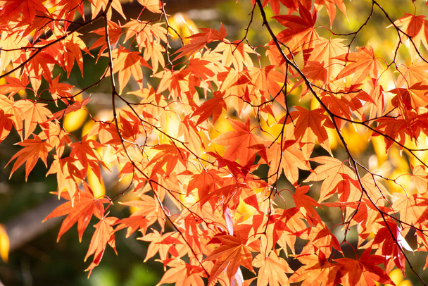 Червоно-помаранчевий колір листя кленового дерева (фокус на листі з розмитим тлом
) - Фото, зображення