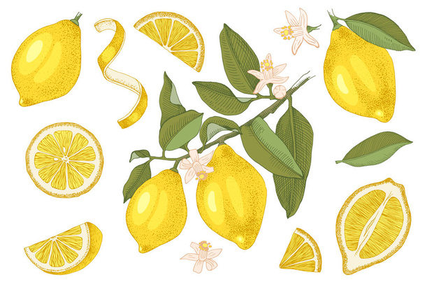 Collection de citrons dessinés à la main
. - Vecteur, image