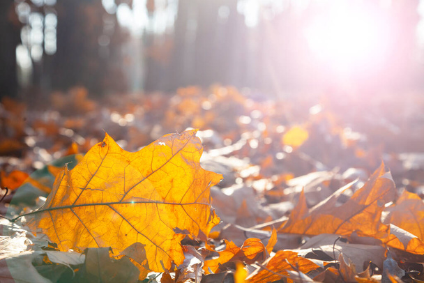 Lehullott sárga levelek közel.Gyönyörű őszi táj. - Fotó, kép