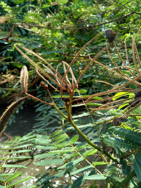 Mimosa pigra com fundo natural. Mimosa pigra é uma espécie de planta com flor pertencente à família Fabaceae, sub-família Fabaceae.
. - Foto, Imagem