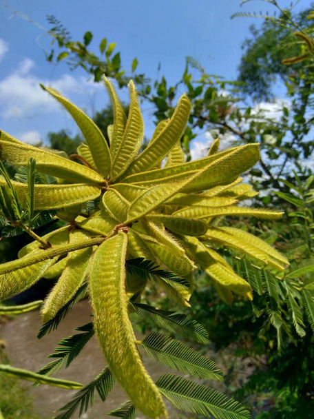Mimosa pigra com fundo natural. Mimosa pigra é uma espécie de planta com flor pertencente à família Fabaceae, sub-família Fabaceae.
. - Foto, Imagem