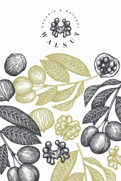 Hand drawn sketch walnut design template. Organic food vector illustration. Retro nut illustration. Engraved style botanical background. - Вектор,изображение
