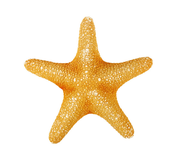 Estrella de mar sobre fondo blanco, aislada, vista superior
 - Foto, imagen