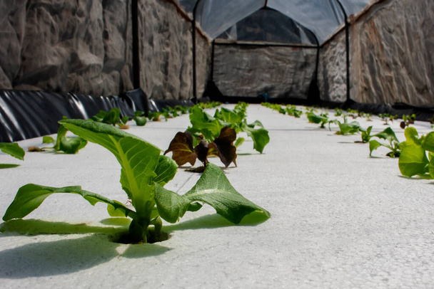 Hydroponik, Cos Salat wird unter einem Cloche-Netz angebaut, Gemüse wird mit Schaumstoffplatten angebaut, die auf dem Wasser schwimmen. - Foto, Bild