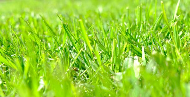 Abstract natural backgrounds with beauty bokeh. Perfect green background by the fresh grass - Φωτογραφία, εικόνα