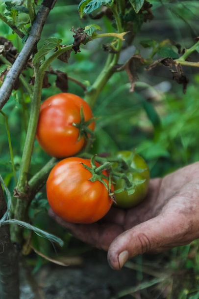 женские руки собирают свежие органические помидоры в своем саду в солнечный день. Фермер собирает помидоры. Овощи растут. Садоводческая концепция
 - Фото, изображение